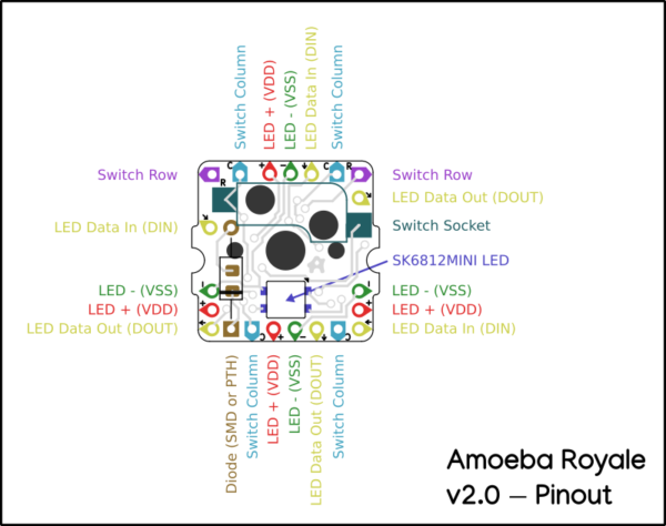 amoeba royale - Image 2